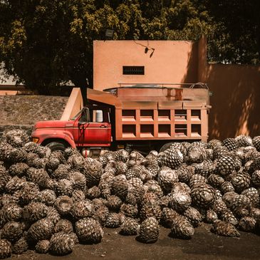 Selection and collection of the Blue Agave