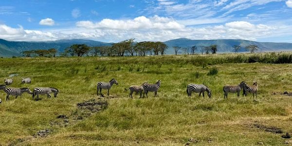Zebras on the plains of Africa