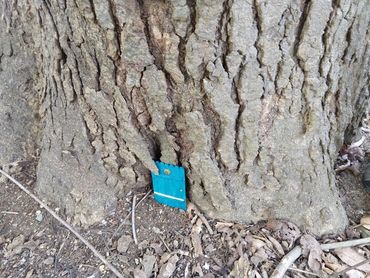 teal faerie door next to tree, interdimensional portal