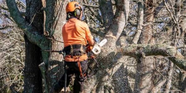 Arborist cutting a tree branch with a chainsaw while wearing safety gear.
