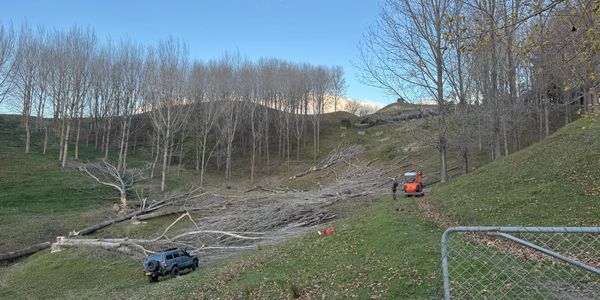 Workers cut down trees on a hillside with machinery and a vehicle.