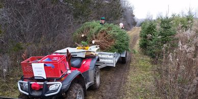Transporting the Christmas tree to the car