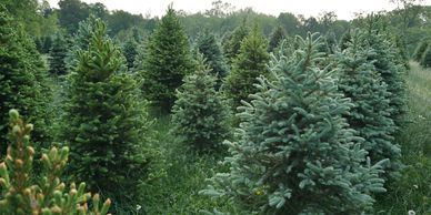 Pre-cut Christmas trees