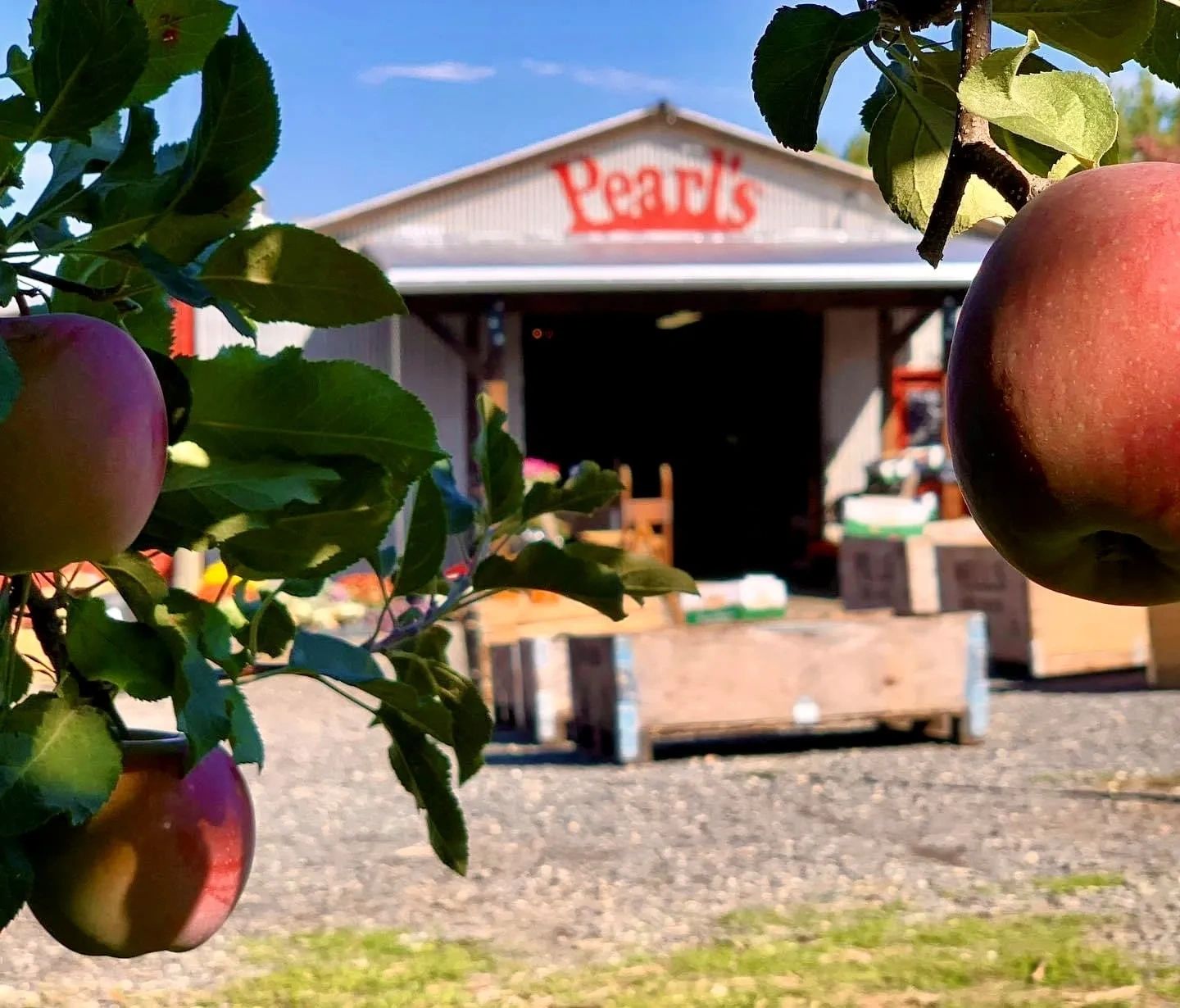 Photo of Pearl's Place Fruit Stand on sunny day with juicy apples in the foreground.