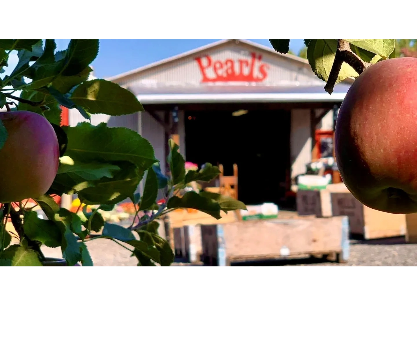 Photo of Pearl's Place Fruit Stand on  sunny day with juicy apples in the foreground.