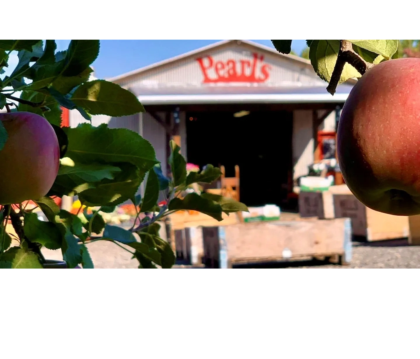 Photo of Pearl's Place Fruit Stand on sunny day with juicy apples in the foreground.