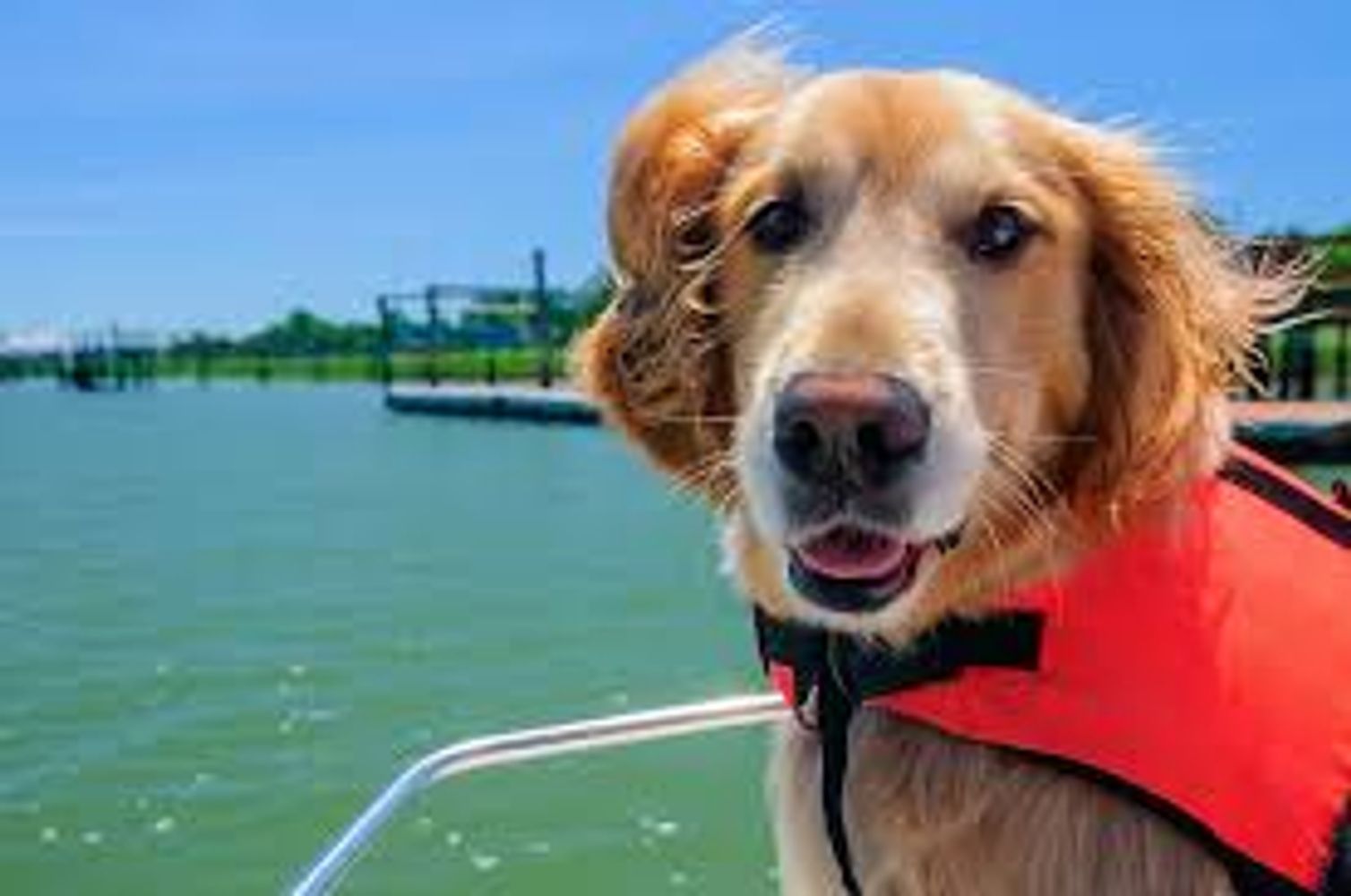 Dog on boat with life vest.