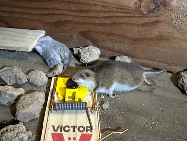 Two dead mice caught in mouse traps found during a home watch inspection.