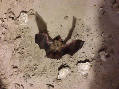 A live bat found in a sump pump crock during a home watch inspection.