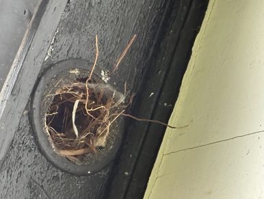 Soffit Vent with a birds nest in it found during a home watch inspection.