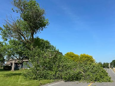 A tree blown over blocking the road found during an emergency home watch inspection.