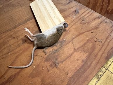 Dead mouse caught in a snap trap found during a home watch inspection.