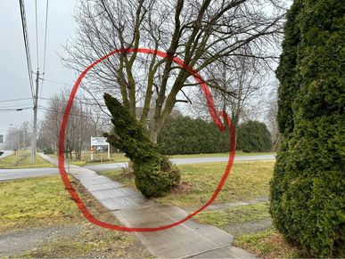 A tree blown over in a yard found during an emergency home watch visit.