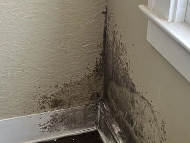 Mold growth found a on a living room wall during a home watch inspection.
