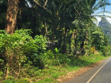 Scenic road surrounded by lush greenery and distant mountains under a clear sky.
