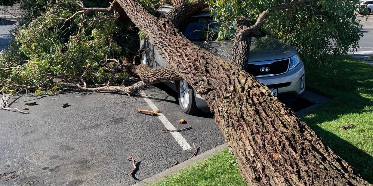 Large tree fallen onto parked car in driveway requiring emergency tree removal in Sonoma County