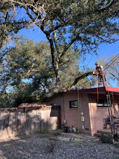 Arborist trimming large oak tree near Sonoma home using ropes