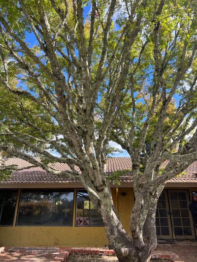 Dense backyard tree in Sonoma before trimming for structure and shape