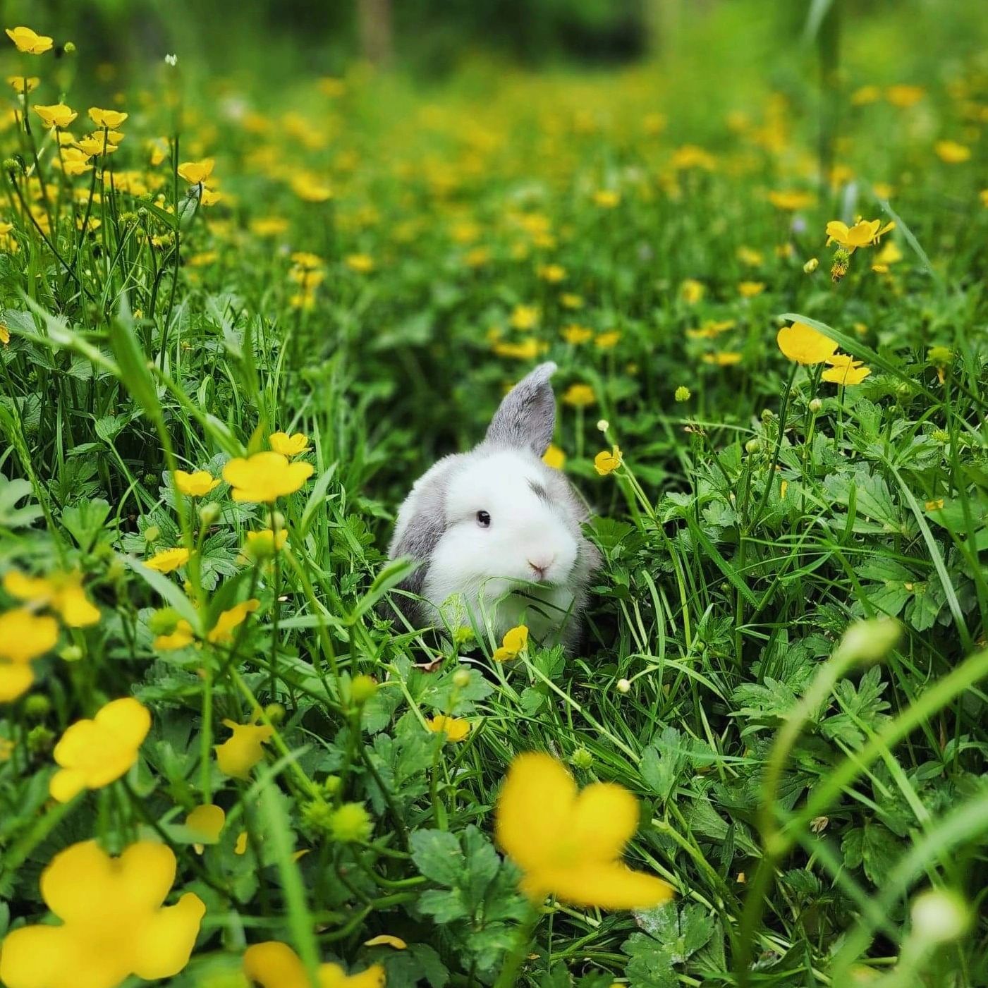 High Country Holland Lops - Bunny for Sale, Holland Lop, Rabbits