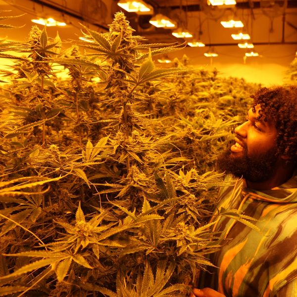 Man enjoying a cannabis grow room.