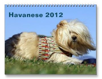 2012 Havanese Calendar