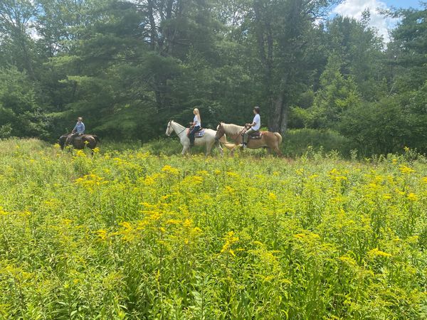 Braden Brook Stables