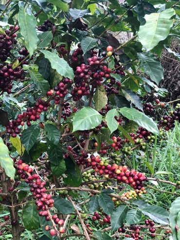 Mata de café en Hacienda Las Granjas con granos rojos maduros.