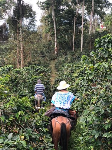 Paseo entre cafetales en Hacienda Las Granjas
