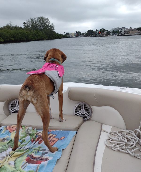 Dog friendly Salt Therapy charter boat with pup on the bow during a private cruise in Florida