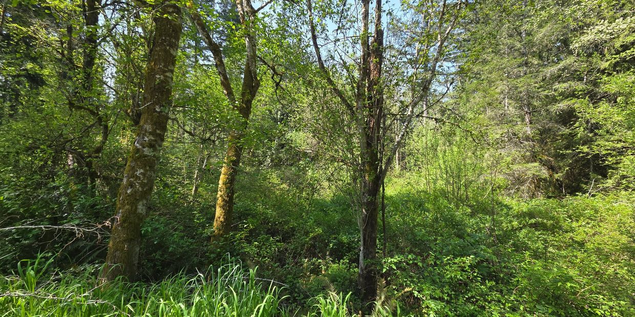 Lush green forest with sunlight filtering through tall trees.