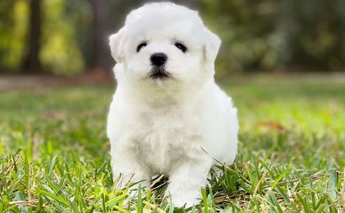 Adorable bichon frise puppies