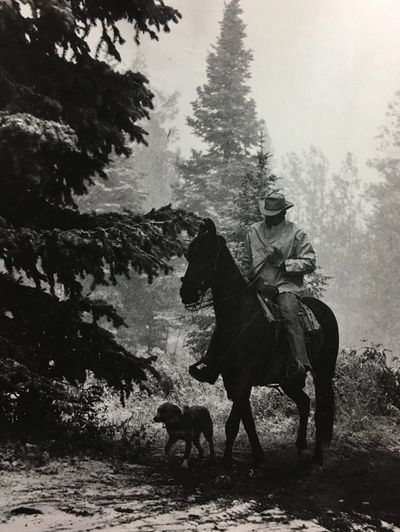 Livestock horses