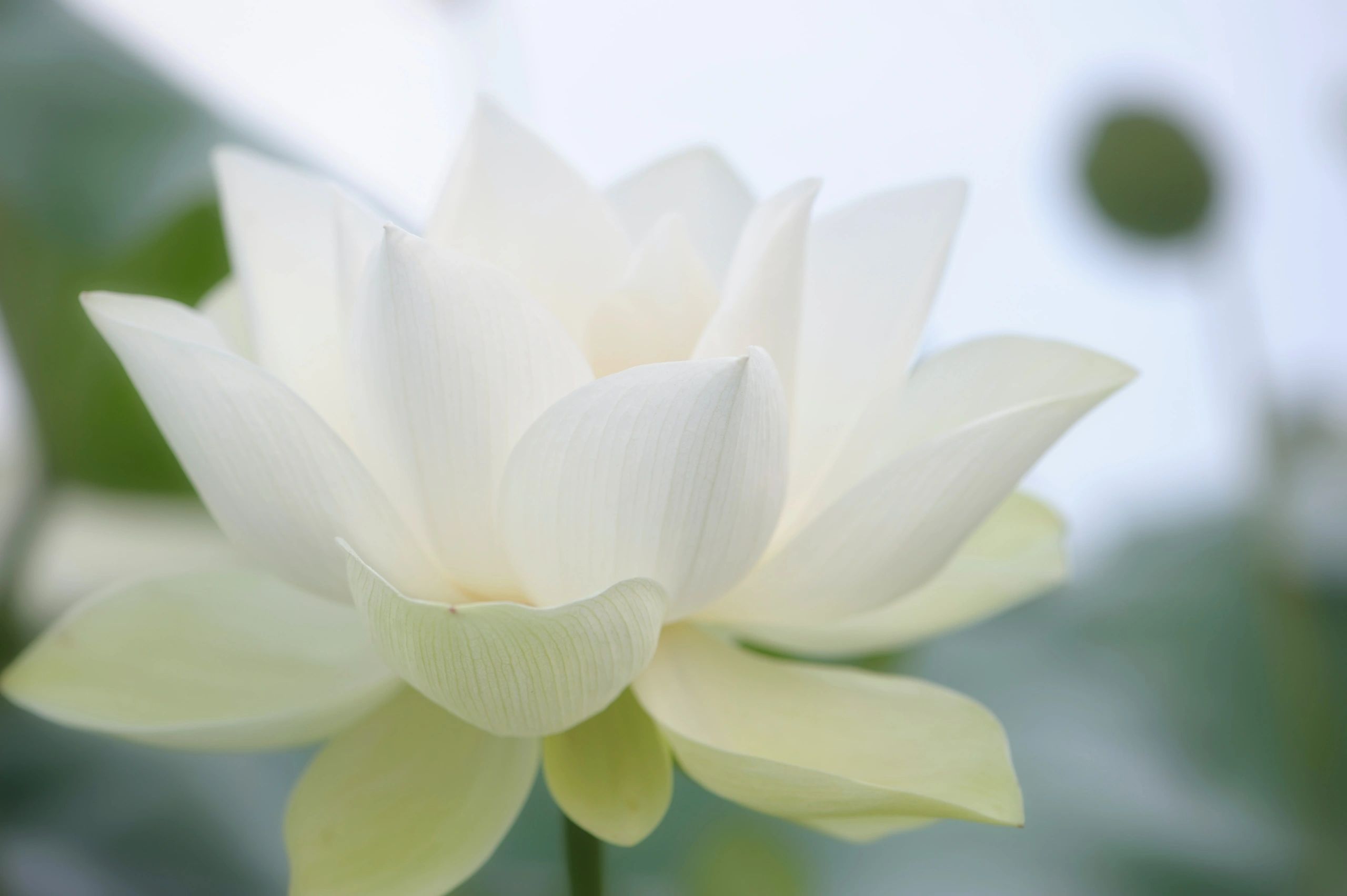 Photo of a white and light-green lotus flower.