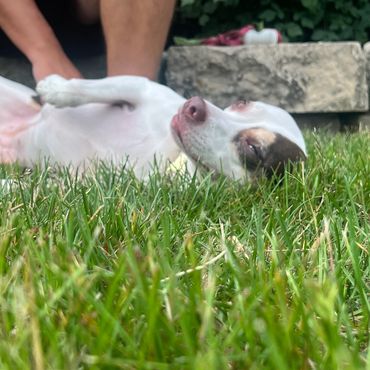 A dog lying on its back in the grass, relaxing.
