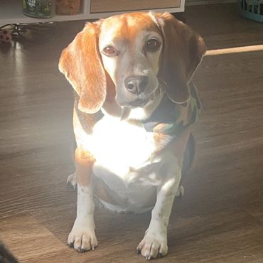 Beagle dog sitting on wooden floor in sunlight.