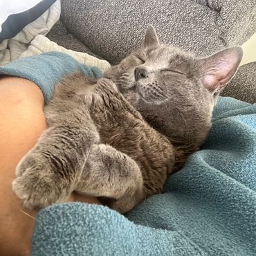 Gray cat sleeping peacefully in someone's arms wrapped in a blue blanket.