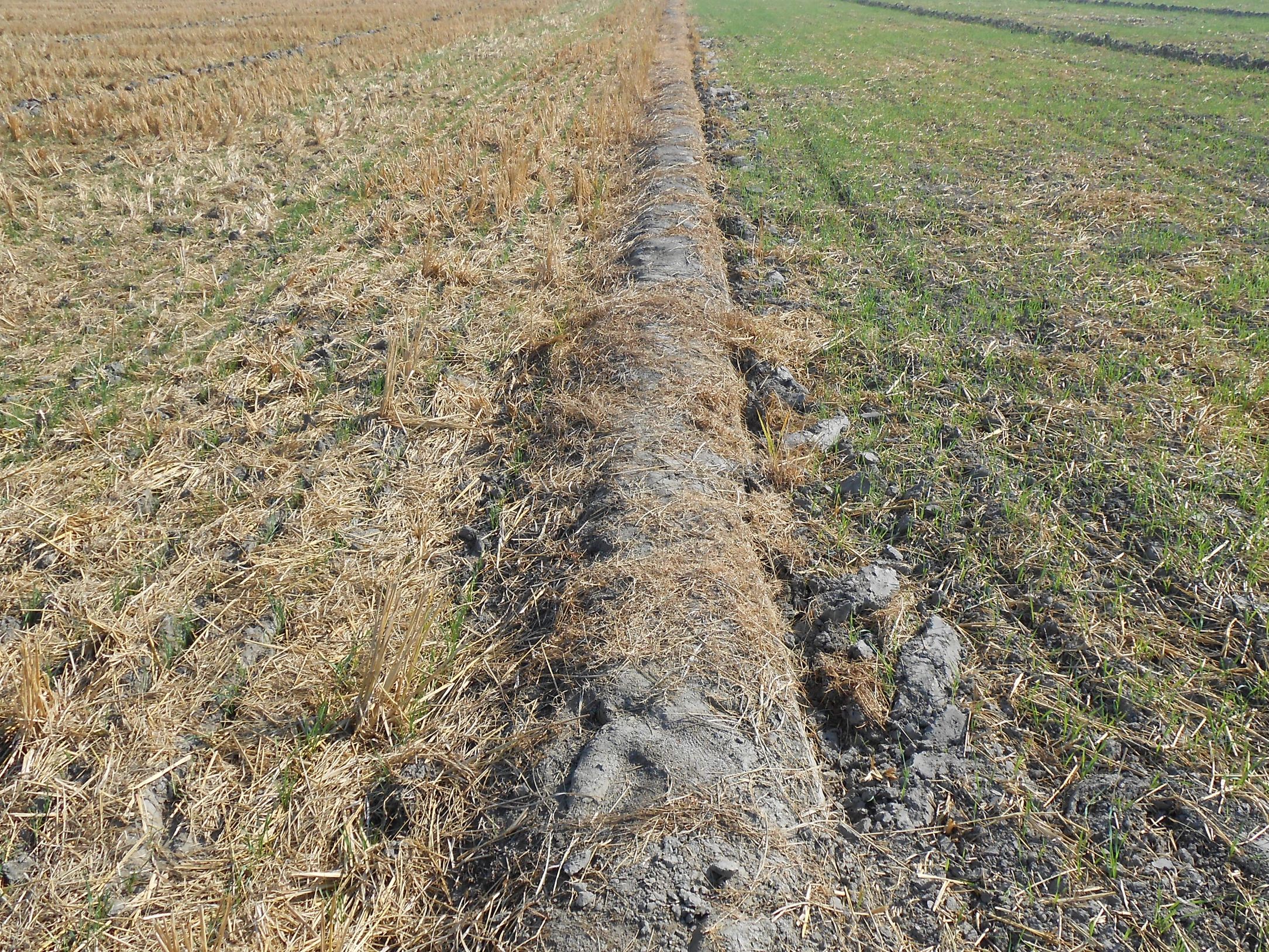 Promoting soil health with residue retention under Conservation Agriculture (left) 