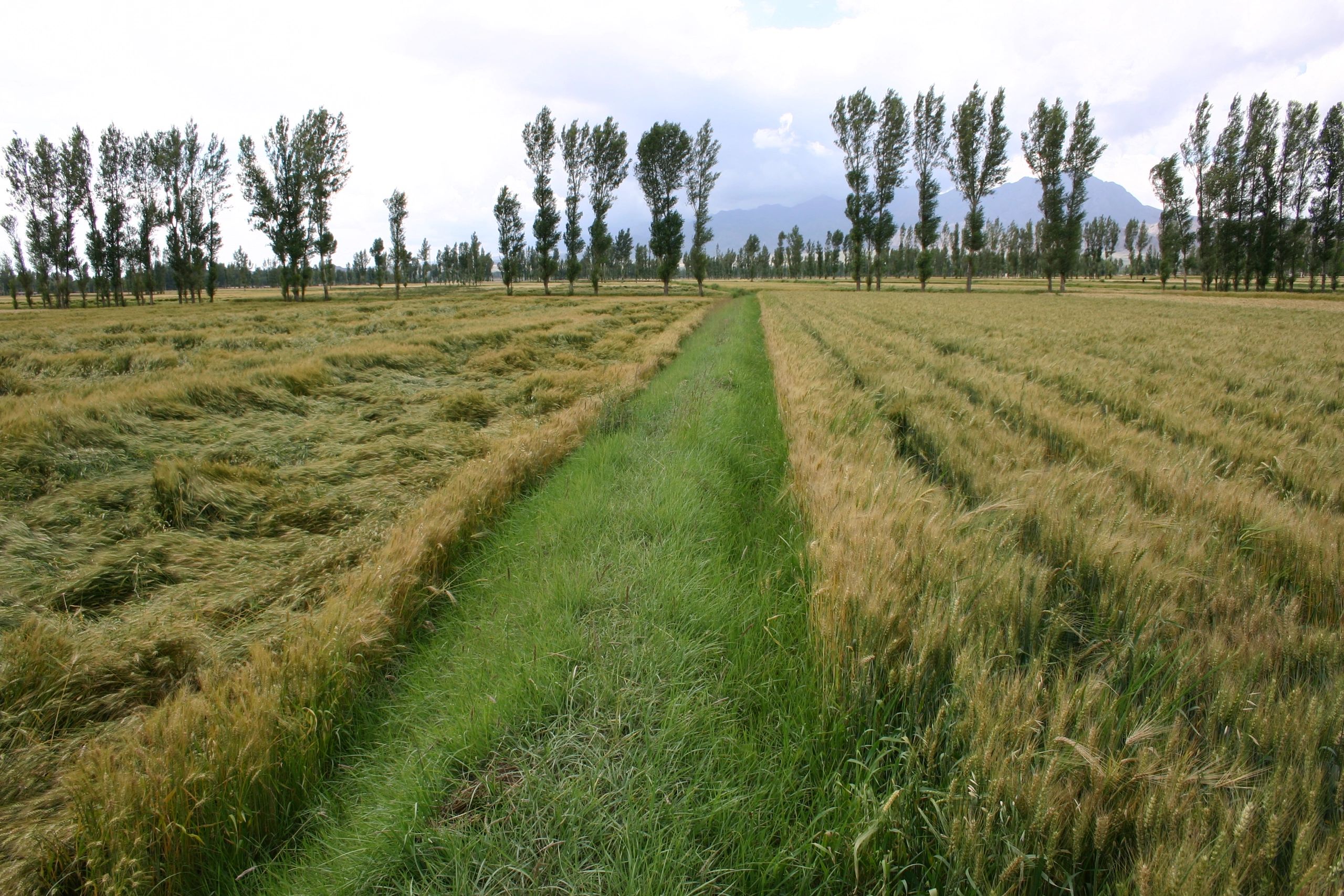Conservation Agriculture prevents barley crop lodging