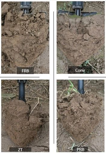 Soil regeneration of plough based soils after 4 years of zero tillage (ZT) and Permanent Beds (PRB)