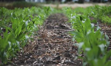 Putting soil health and carbon at the centre