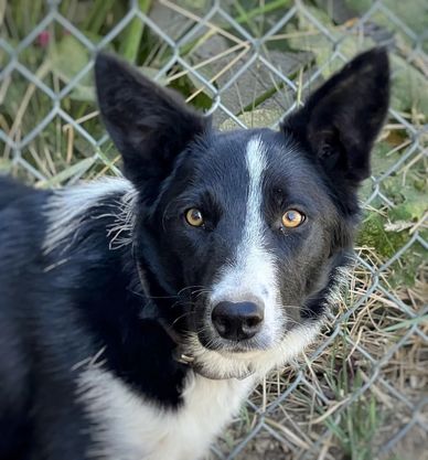 abca#534672 is a smooth coat black and white female born on December 24, 2022. Gael is by Stewart Da