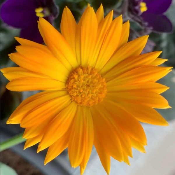 Close-up of a vibrant yellow-orange daisy flower in bloom.