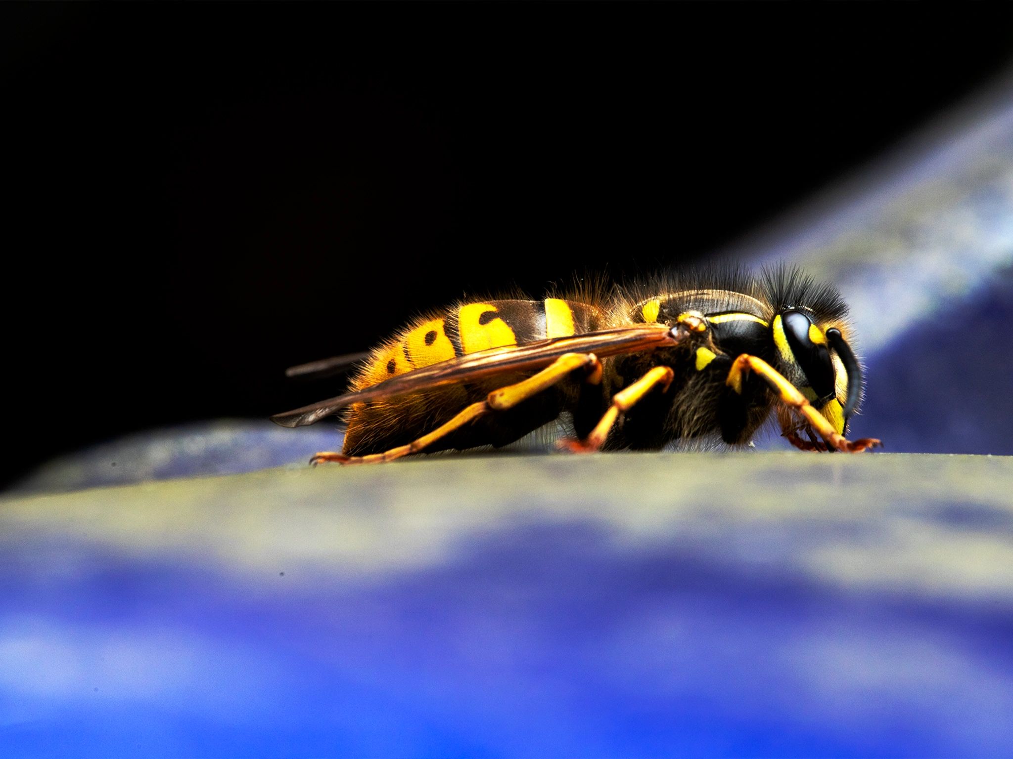 Wasp rests on a mooring buoy