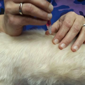 Acupuncture on dog