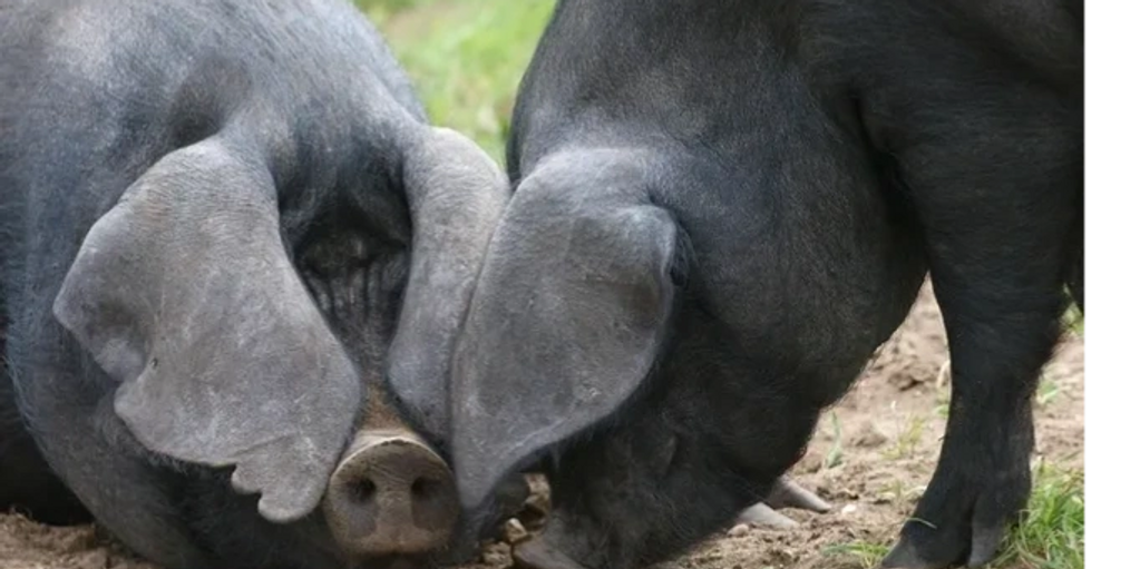 two large black pigs
