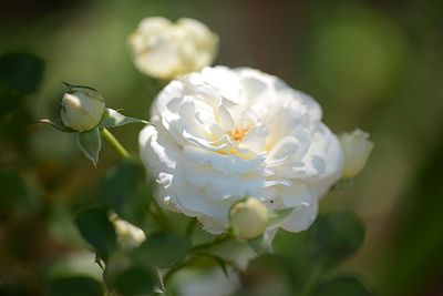 White roses historically are a message of love and hope. (Photo: ©White Wind Creations)