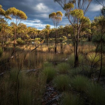Sunlit forest with tall grasses under a moody sky.