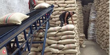 Wholesale Green Colombian Coffee