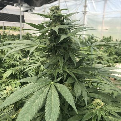Goliath Hemp