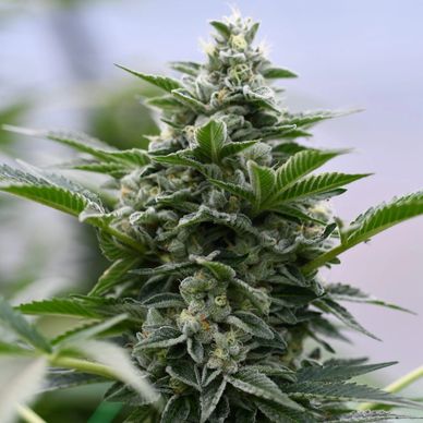 Peach Goliath Hemp